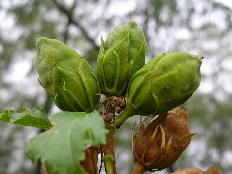 Hibiscus syriacus / Ibisco cinese (pianta coltivata)